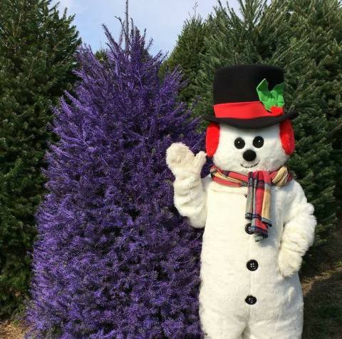 For Uniquely Colorful Christmas Trees, Head To Pioneer Evergreen Farms In Pennsylvania