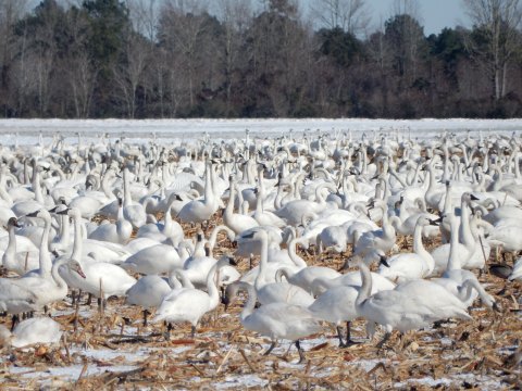 Attend Swan Days To Celebrate The Magical Return Of The Alaska Tundra Swans To A North Carolina Lake In December