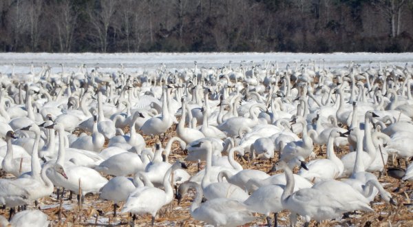 Attend Swan Days To Celebrate The Magical Return Of The Alaska Tundra Swans To A North Carolina Lake In December