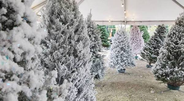 For Uniquely Colorful Christmas Trees, Head To Rudolph’s Christmas Trees In Nevada