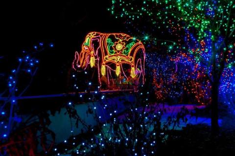 The Denver Zoo In Colorado Is Decked Out In Thousands Of Glittering Lights For Your Holiday Enjoyment