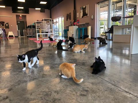 Purr Catfe Is A Completely Cat-Themed Catopia Of A Cafe In Arkansas