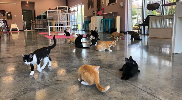 Purr Catfe Is A Completely Cat-Themed Catopia Of A Cafe In Arkansas