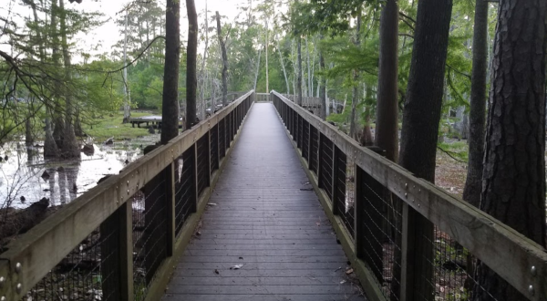 Explore Over 7 Miles Of Hiking Trails At Sam Houston Jones State Park