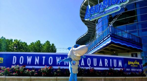 You Can Swim With Sharks At The Denver Aquarium In Colorado