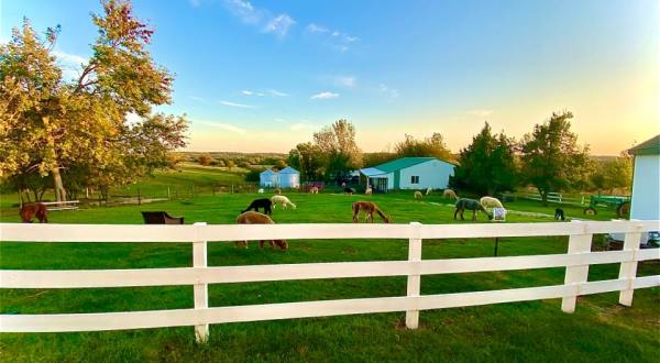 Rusty Stars Alpaca Farm In Iowa Makes For A Fun Family Day Trip