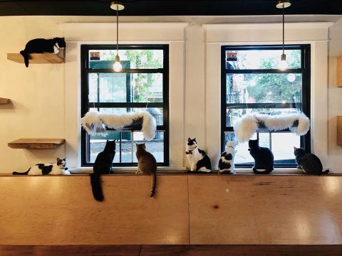 NEKO Is A Completely Cat-Themed Catopia Of A Cafe In Washington