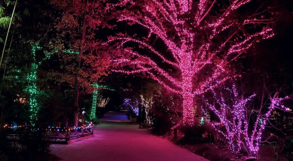 Adventure Through An Enchanted Wonderland Of Lights And Activities At Riverbanks Zoo In South Carolina