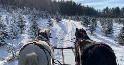 Take A Sleigh Ride Through An Idyllic Christmas Tree Farm At Dave Russell's In Vermont
