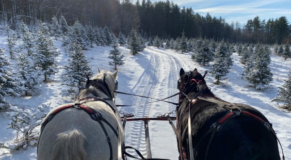Take A Sleigh Ride Through An Idyllic Christmas Tree Farm At Dave Russell’s In Vermont