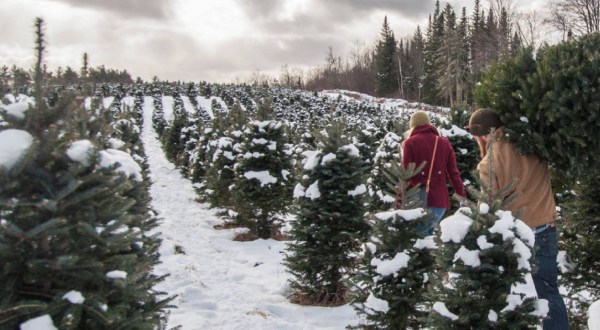 The Christmas Tree Trail In Bethlehem Is Like Walking In A New Hampshire Winter Wonderland