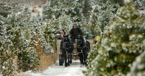 Take A Sleigh Ride Through An Idyllic Christmas Tree Farm At Oney's Tree Farm In Illinois