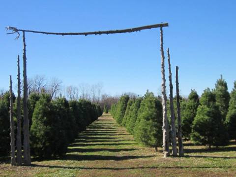 Choose A Real Christmas Tree For Your Family At Kansas' Country Christmas Tree Farm