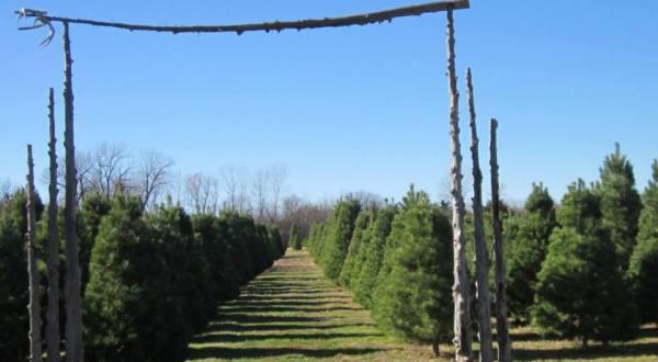 Choose A Real Christmas Tree For Your Family At Kansas’ Country Christmas Tree Farm