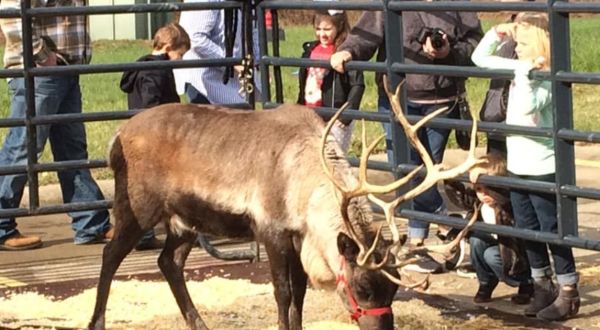 Meet A Real Live Baby Reindeer At Santa’s Toys, A Christmas-Themed Toy Store In Indiana
