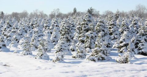 Take A Sleigh Ride Through An Idyllic Christmas Tree Farm At Loveberry’s Tree Farm In Michigan