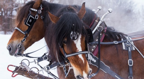 The Winter Carriage Rides At Gervasi Vineyard Are A Trip Through A Snow-Covered Wonderland