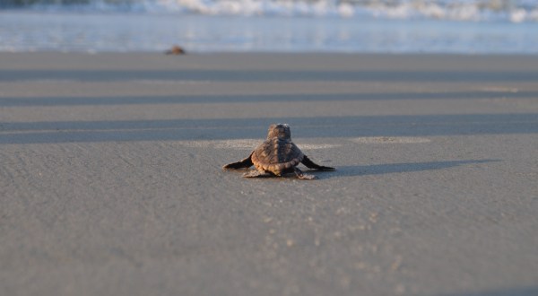 Half A Million Sea Turtles Hatched In South Carolina This Year, Setting A Record