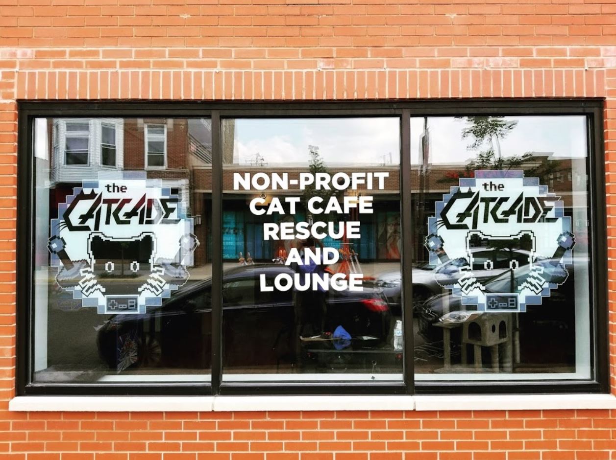 Chicago’s First Cat Cafe, ‘The Purrfect Roast,’ to Open at July’s End