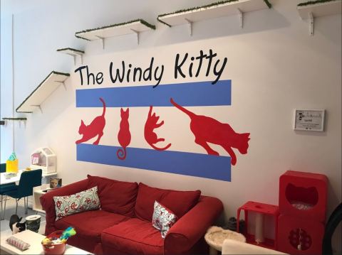 Windy Kitty Cat Cafe Is A Completely Cat-Themed Catopia Of A Cafe In Illinois