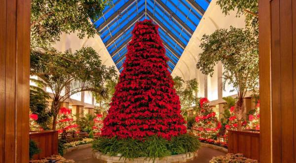 The Poinsettia Tree In Nebraska Is One Of The Most Unusual Christmas Trees In The Nation