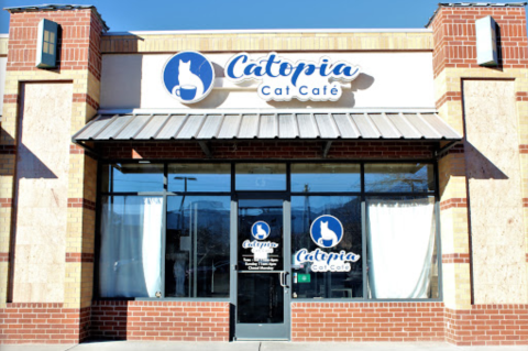 Catopia Cat Cafe Is A Completely Cat-Themed Catopia Of A Cafe In New Mexico