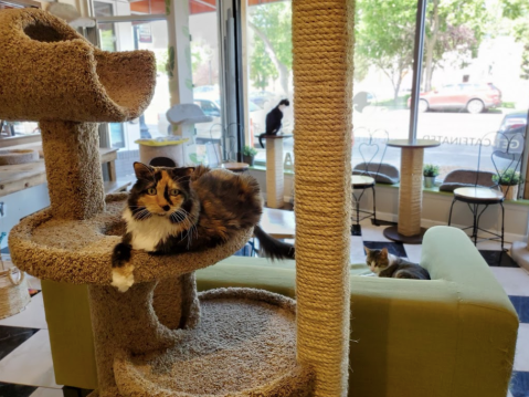 The Cafe Meow Is A Completely Cat-Themed Catopia Of A Cafe In Minnesota