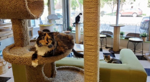 The Cafe Meow Is A Completely Cat-Themed Catopia Of A Cafe In Minnesota