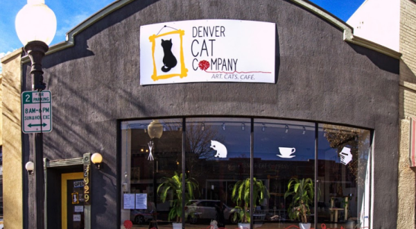 The Denver Cat Company Is A Completely Cat-Themed Catopia Of A Cafe In Colorado