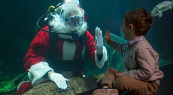 Take A Magical Underwater Journey With Scuba Santa At The Tennessee Aquarium