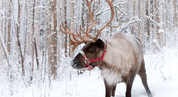 Wake Up Surrounded By Reindeer When You Stay At Alaska’s Reindeer Haus