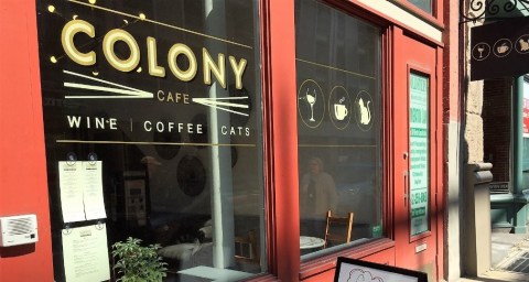 Colony Cafe Is A Completely Cat-Themed Catopia Of A Cafe In Pittsburgh