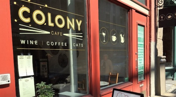 Colony Cafe Is A Completely Cat-Themed Catopia Of A Cafe In Pittsburgh