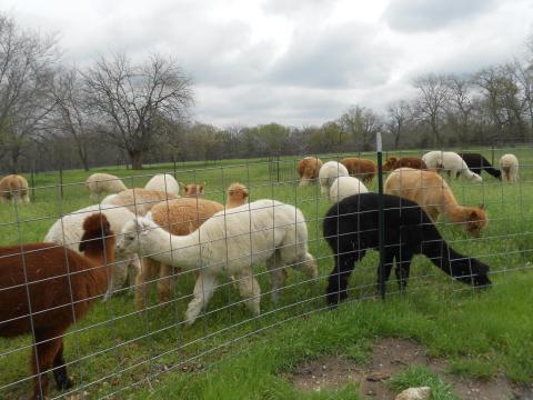 Ad Astra Alpaca Farm In Kansas Makes For A Fun Family Day Trip