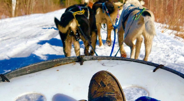 Take A Sled Dog Adventure At  Muddy Paw Sled Dog Kennel In New Hampshire For A Ride Of A Lifetime