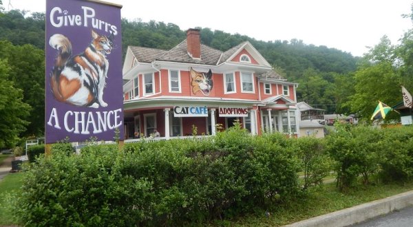 Give Purrs A Chance Is A Completely Cat-Themed Catopia Of A Cafe In West Virginia