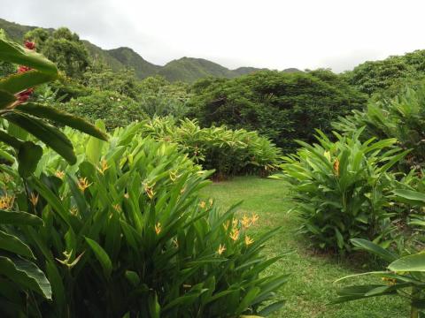 Stroll Through Tropical Flowers While Sipping A Deliciously Fresh Smoothie At Hawaii's Halawa Flower Farm