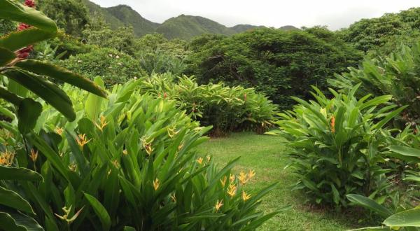 Stroll Through Tropical Flowers While Sipping A Deliciously Fresh Smoothie At Hawaii’s Halawa Flower Farm