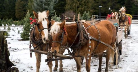Take A Horse-Drawn Hayride Through An Idyllic Christmas Tree Farm At Forever Green Tree Farm In Idaho