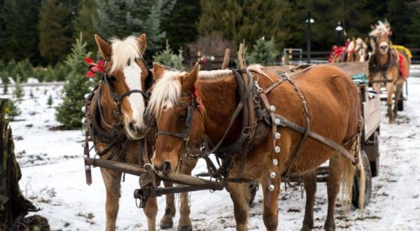 Take A Horse-Drawn Hayride Through An Idyllic Christmas Tree Farm At Forever Green Tree Farm In Idaho