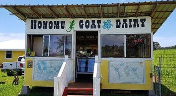 Frolic With Goats And Taste Fresh Goat Milk Caramel At The Underrated Honomu Goat Dairy Farm In Hawaii
