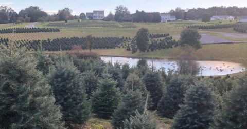 Explore 110 Acres Of Beauty At Pine Valley Farms, One Of Maryland's Best Christmas Tree Farms