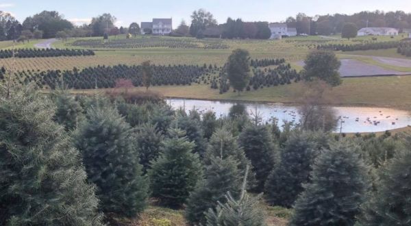 Explore 110 Acres Of Beauty At Pine Valley Farms, One Of Maryland’s Best Christmas Tree Farms
