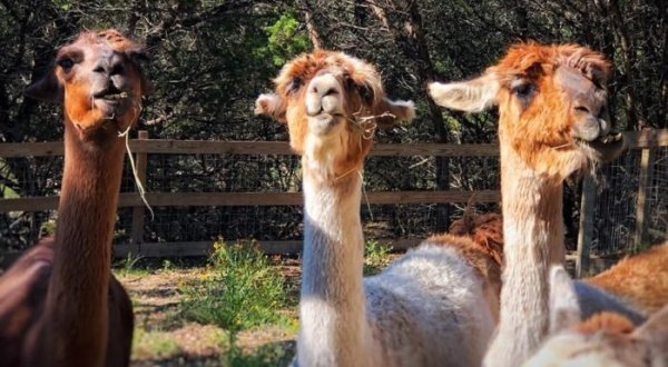 Sip Drinks And Play With Llamas At The Shady Llama, A Beer Garden In Texas