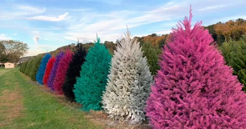 For Uniquely Colorful Christmas Trees, Head To Wyckoff's Christmas Tree Farm In New Jersey