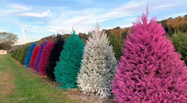 For Uniquely Colorful Christmas Trees, Head To Wyckoff’s Christmas Tree Farm In New Jersey