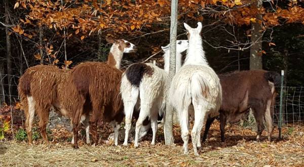 Cuddle The Most Adorable Rescued Farm Animals At Graze In Peace Farm Animal Sanctuary In Maine