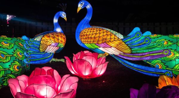 Lights Of The Wild At Hattiesburg Zoo Is The First And Only Event Of Its Kind In Mississippi