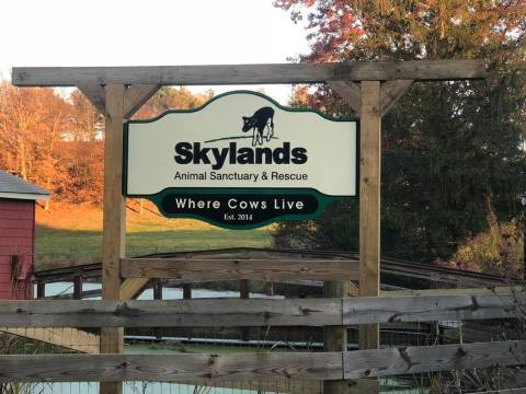 Cuddle The Most Adorable Rescued Farm Animals For Free At Skylands Animal Sanctuary In New Jersey