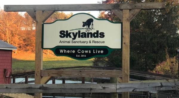 Cuddle The Most Adorable Rescued Farm Animals For Free At Skylands Animal Sanctuary In New Jersey